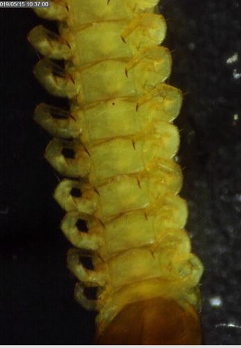 Réf. 231 300 : Geophilus flavus